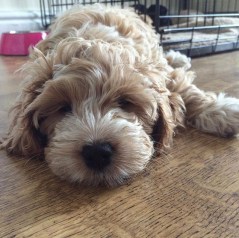 teddi-the-cockapoo